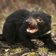 A Tasmanian Devil is released in the wild after being captured to check for signs of the Devil Facial Tumor Disease.